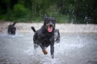 Picture of Happy Beauceron running in a river
