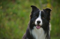 Picture of happy black and white border collie