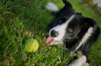 Picture of happy black and white border collie with tennis ball