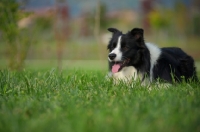Picture of happy black and white border collie resting in the grass