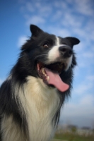 Picture of happy black and white border panting, blue sky behind