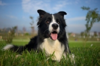 Picture of happy black and white border resting in the grass