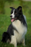 Picture of happy black and white border sitting in the grass