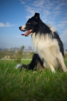 Picture of happy black and white border sitting in the grass, panting, blue sky behind