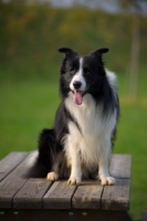 Picture of happy black and white border sitting on a wooden table and panting