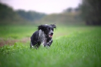 Picture of happy black and white English Setter running in a field