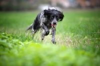 Picture of happy black and white English Setter running in an open field