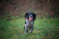 Picture of happy black and white English Setter running in a field