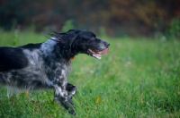 Picture of happy black and white English Setter running in a field