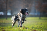 Picture of happy black and white english setter running in a park