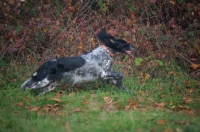 Picture of happy black and white English Setter running in a field, leaves on the ground