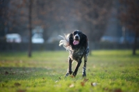 Picture of happy black and white english setter running in a park