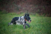 Picture of happy black and white English Setter running in a field