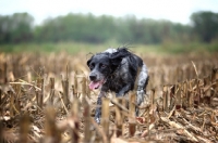 Picture of happy black and white English Setter running in a field