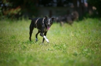 Picture of happy black and white mongrel dog walking in a field