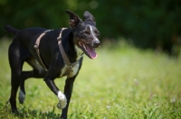 Picture of happy black and white mongrel dog walking in a field