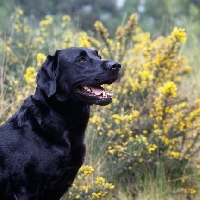Picture of happy black labrador head study