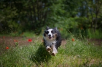 Picture of happy black tri color australian shepherd jumping among grass and red flowers