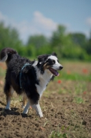 Picture of happy black tri color australian shepherd walking in a field