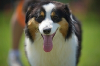 Picture of happy black tri color australian shepherd