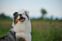 Picture of happy blue merle australian shepherd smiling