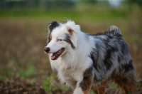 Picture of happy blue merle australian shepherd walking in a field