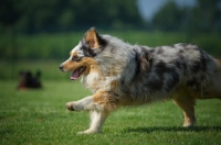 Picture of Happy blue merle australian shepherd running