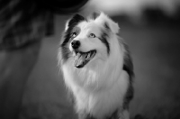 Picture of happy blue merle australian shepherd smiling and looking at owner