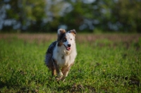 Picture of happy blue merle australian shepherd running free in a field