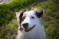 Picture of happy blue merle australian shepherd