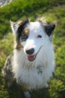 Picture of happy blue merle australian shepherd smiling