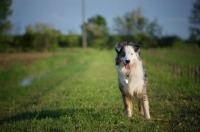 Picture of happy blue merle australian shepherd standing in a field