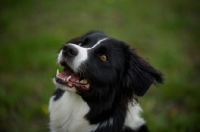 Picture of happy border collie smiling