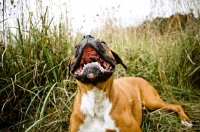 Picture of happy boxer lying in long grass
