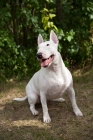 Picture of happy Bull Terrier sitting with greenery in the background