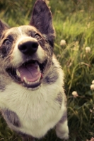 Picture of happy Cardigan Corgi