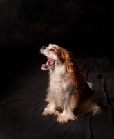 Picture of happy cavalier king charles spaniel
