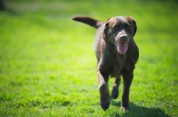 Picture of happy chocolate Labrador Retriever running on the grass