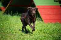 Picture of Happy chocolate labrador retriever running 