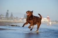 Picture of happy chocolate Labrador Retriever running on beach