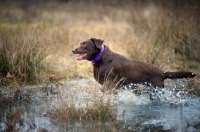 Picture of happy chocolate Labrador retriever running in the water