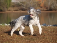 Picture of happy clipped Bearded Collie