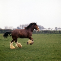 Picture of happy Clydesdale galloping in a field 