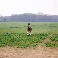 Picture of happy Clydesdale running in field 