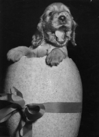 Picture of happy Cocker Spaniel puppy inside Easter egg