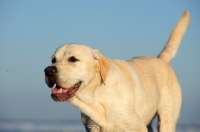 Picture of happy cream Labrador Retriever