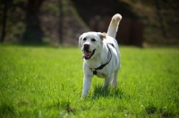 Picture of happy cream labrador running free in a field with tongue out