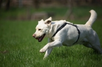 Picture of happy cream labrador running free in a field 