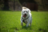 Picture of happy cream labrador running free in a field with tongue out
