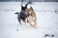 Picture of happy czechoslovakian wolfdog cross and dobermann cross running in the snow